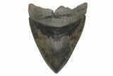 Huge, Fossil Megalodon Tooth - Sharply Serrated #207971-1